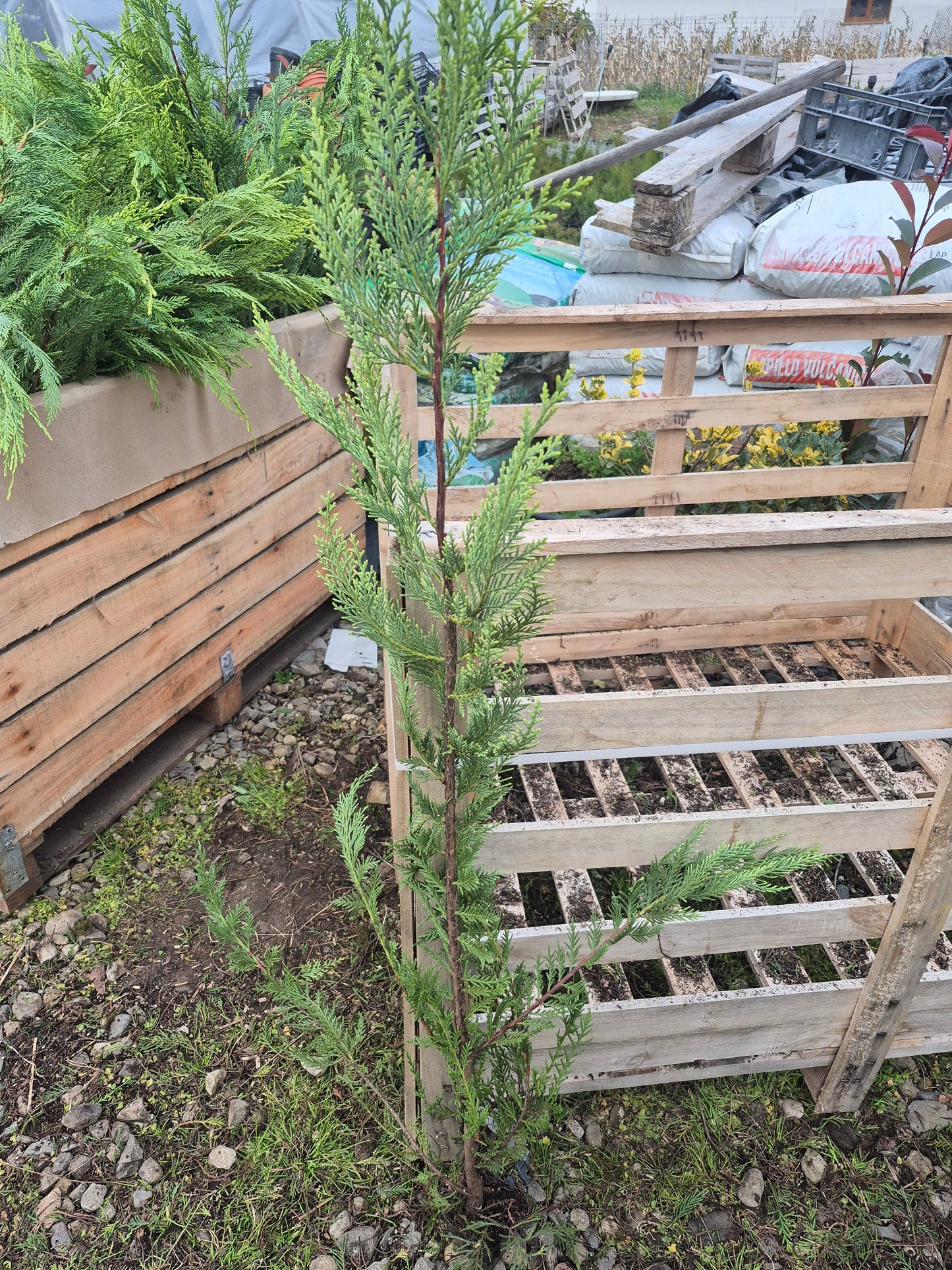 Pachet 100 leylandii 80-100cm