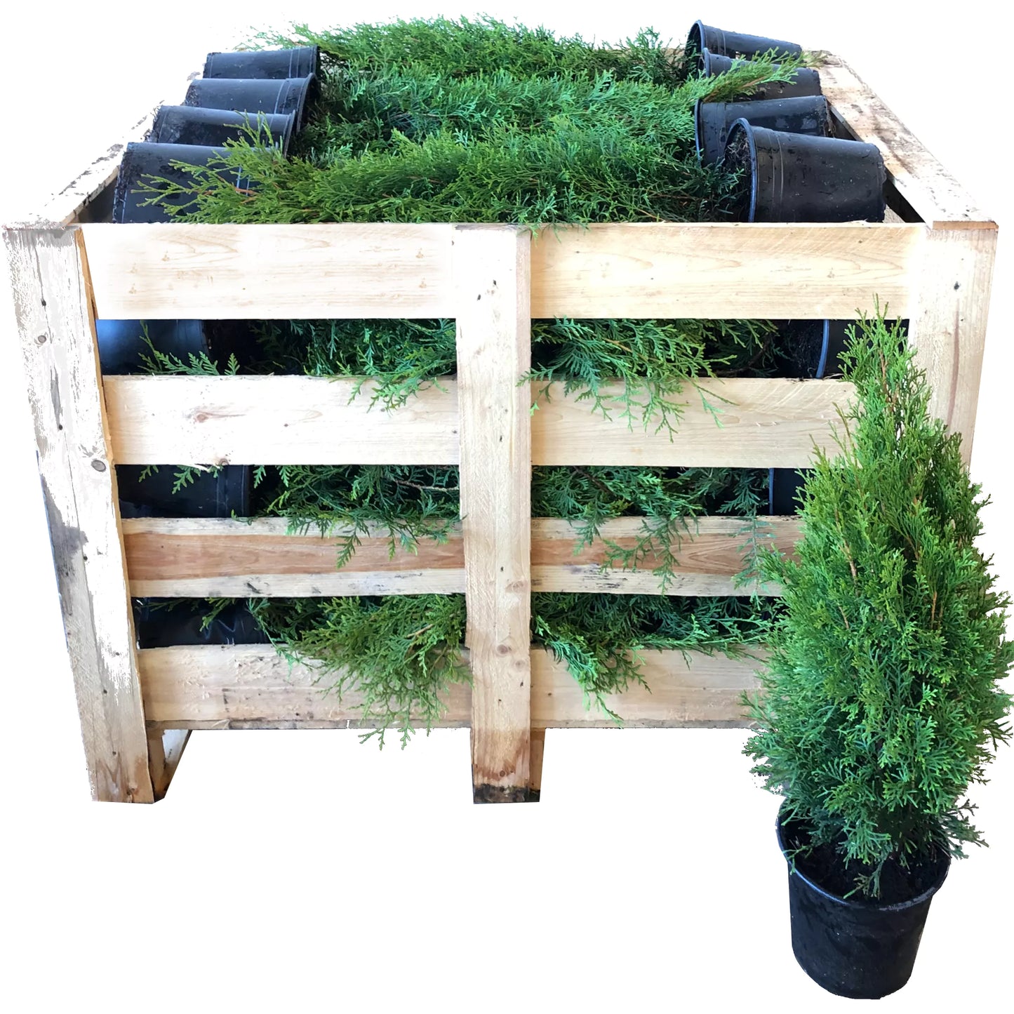 Tuia smaragd 60-70cm pachet 20 bucati