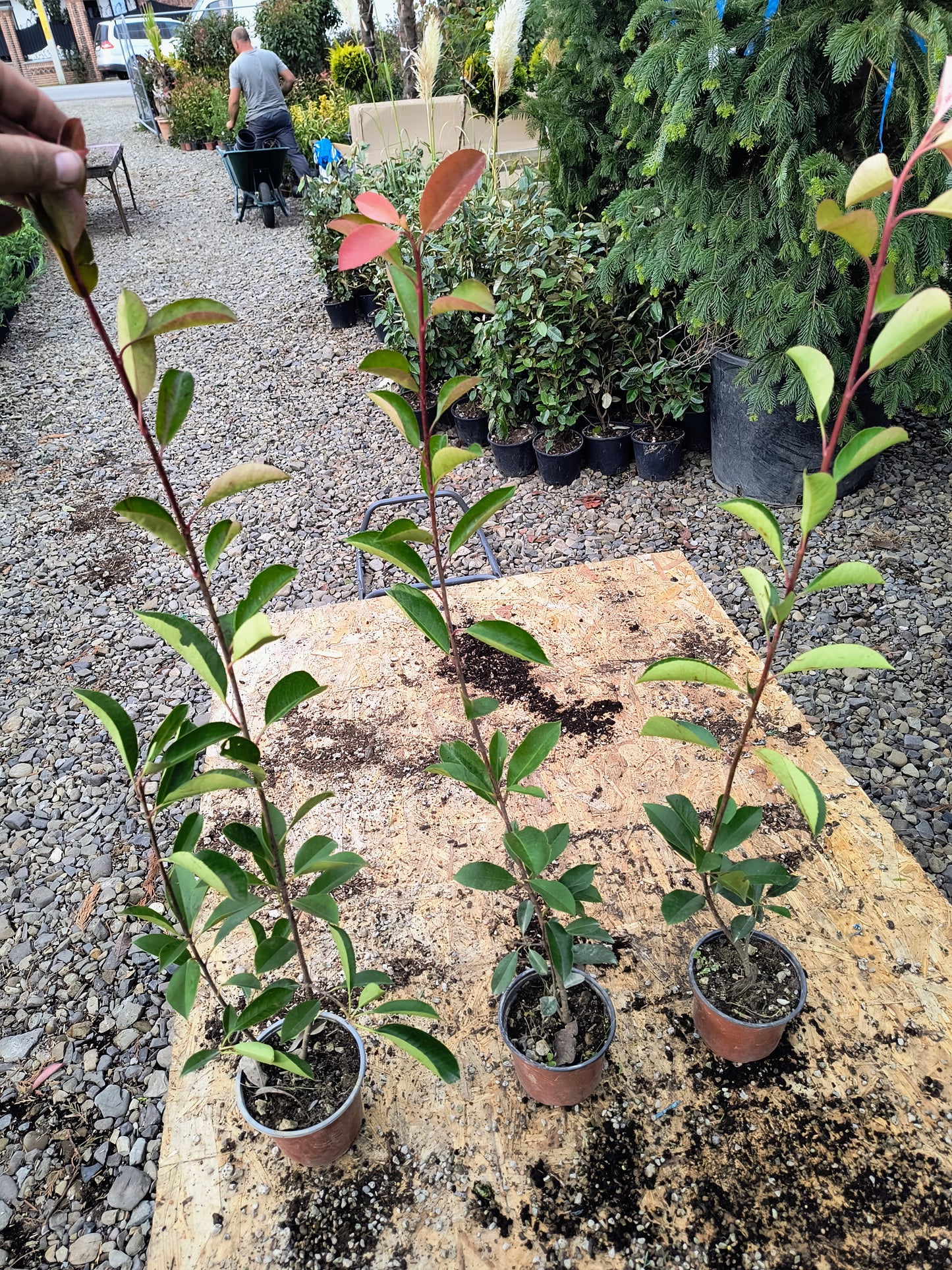 Pachet 50 bucati photinia Red Robin70cm