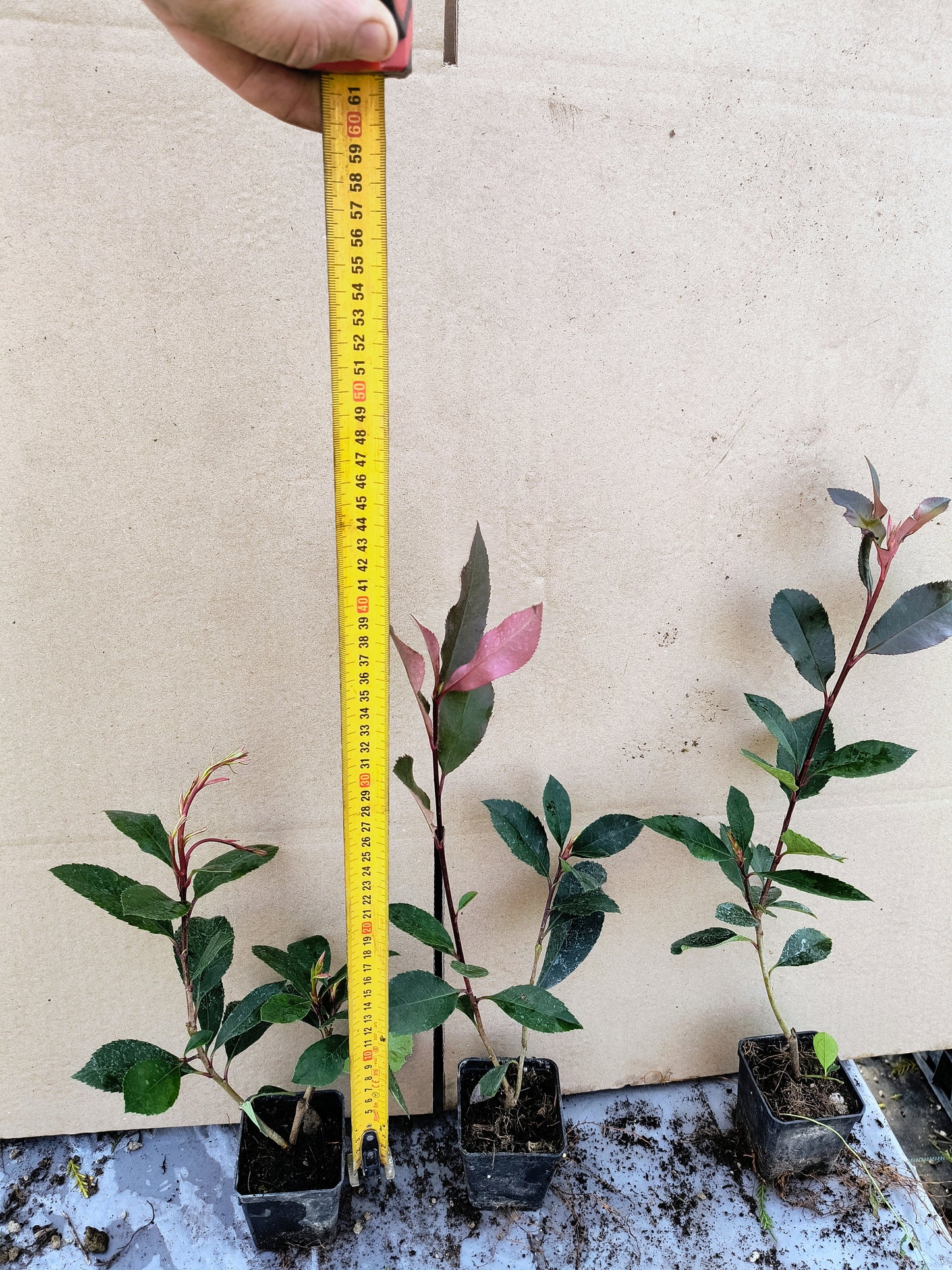 Pachet 30 bucati Photinia Red Robin 40cm