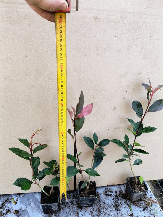 Pachet 30 bucati Photinia Red Robin 40cm