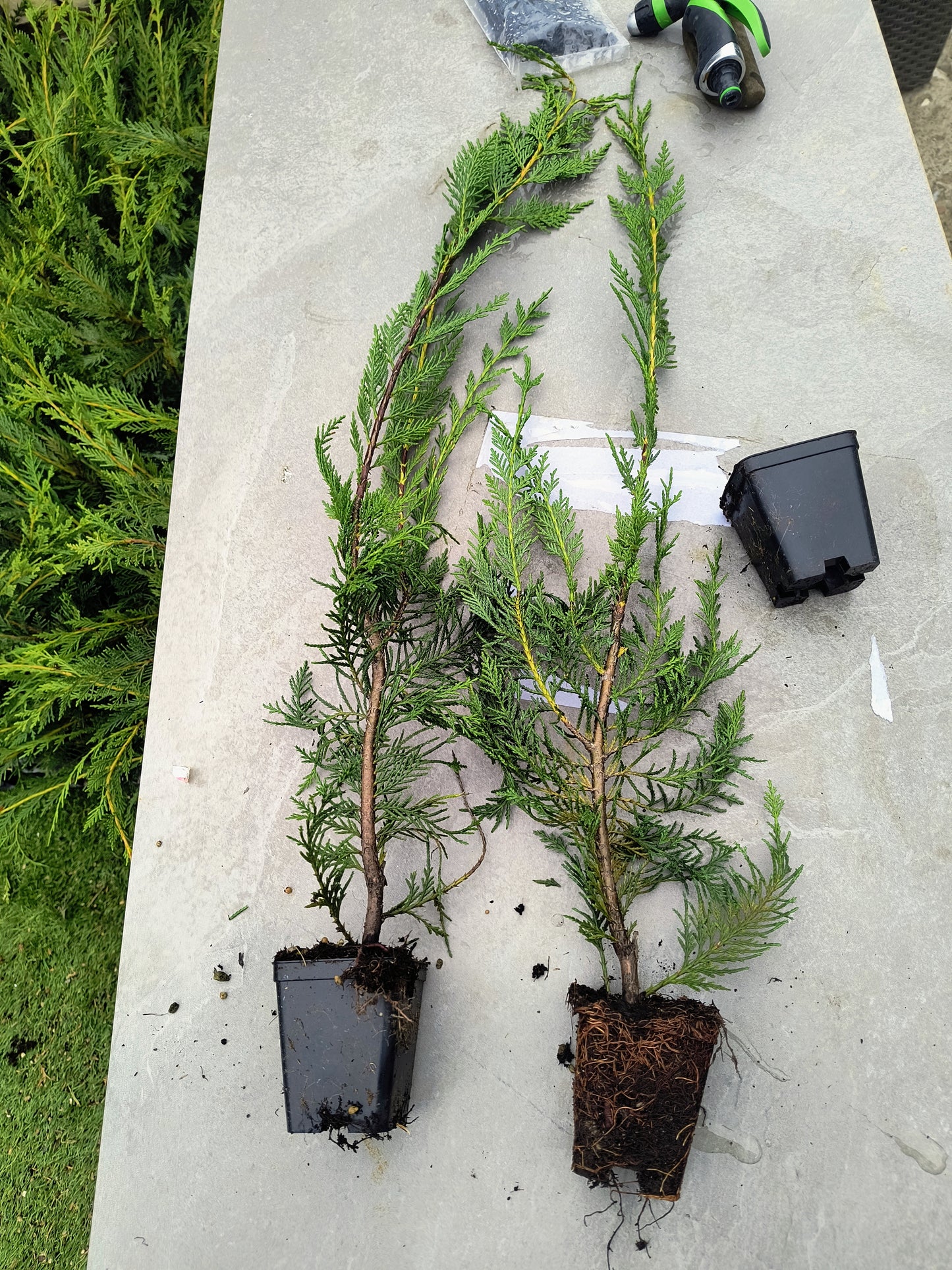 Pachet 30 leylandii 70cm