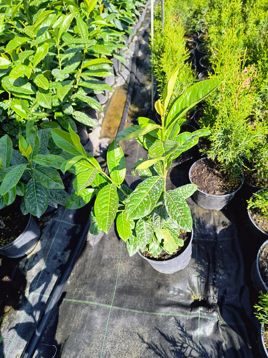 Laur englezesc novita ghiveci 3l