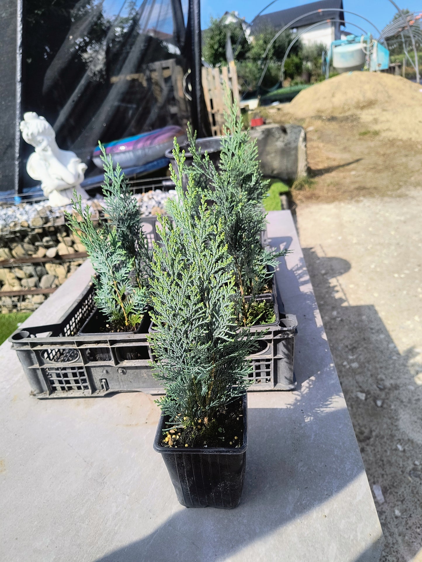 Pachet 50bucati leylandii 25cm