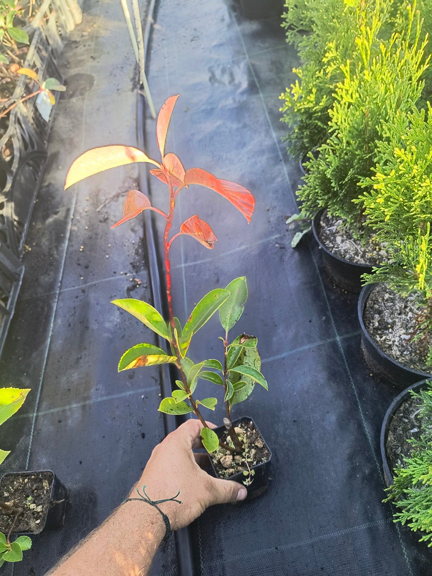 Pachet 50 bucati photinia Red Robin70cm