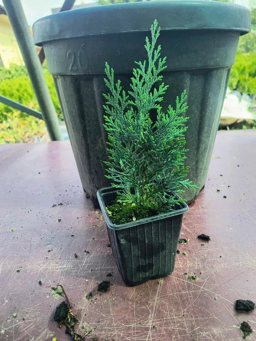 Pachet 100 leylandii 20-25cm